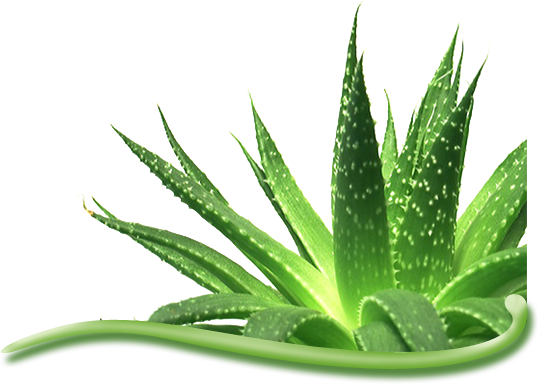 Aloe vera - Kosmetický zázrak